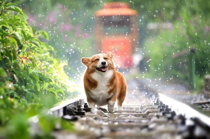 Nằm mơ thấy chó cắn đánh số mấy
