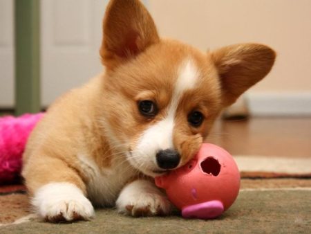 Nằm mơ thấy chó đánh con gì ? Giải mã giấc mơ thấy chó
